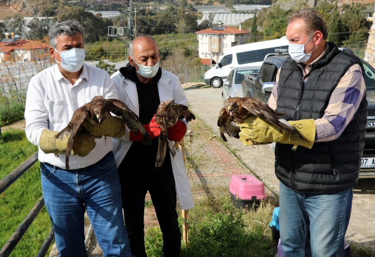 Alanya'da Tedavi Edilen 3 Şahin Doğaya Salındı