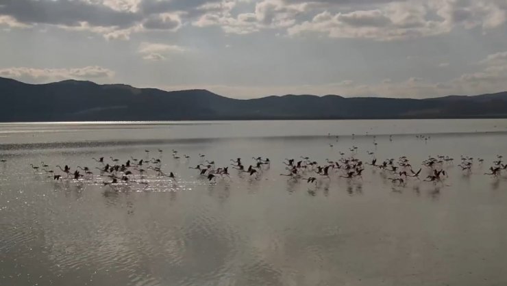 Yarışlı'nın Flamingoları Havadan Görüntülendi