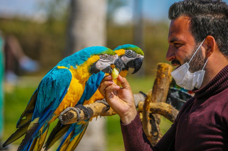 Papağanlarını Ağzıyla Besliyor