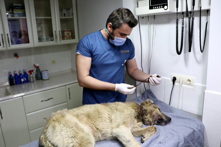 Boynundaki İple Kaderine Terk Edilen Köpek İçin Seferber Oldular