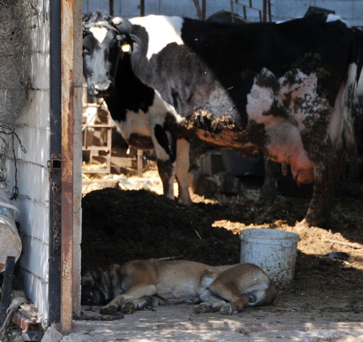 İkizlerinin Acısıyla Avunduğu İki Köpeği Vuruldu, Gözyaşlarını Tutamadı