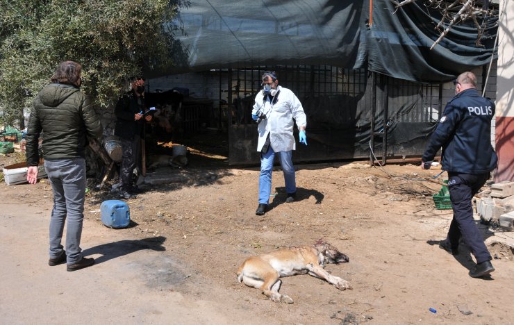 İkizlerinin Acısıyla Avunduğu İki Köpeği Vuruldu, Gözyaşlarını Tutamadı