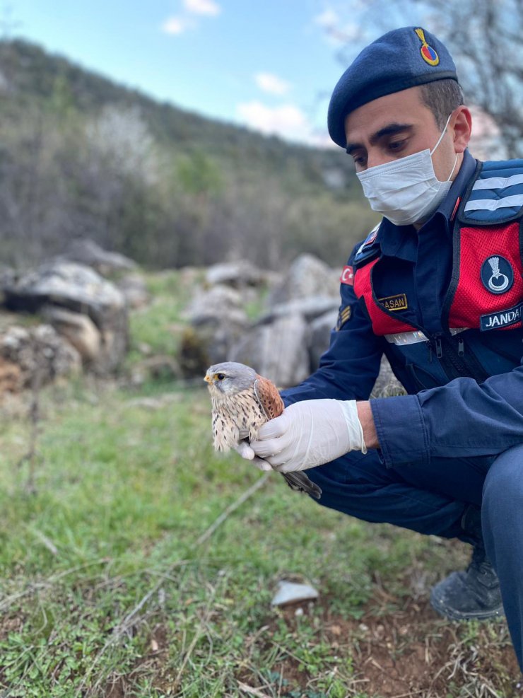 Jandarmanın Yaralı Bulduğu Kerkenez Tedaviye Alındı