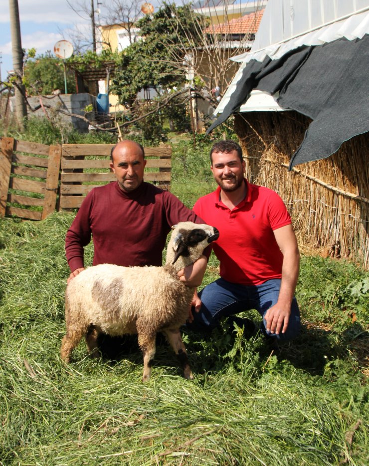 Karnının İki Tarafında Da Kalp Şekli Bulunan Kuzu Şaşırtıyor