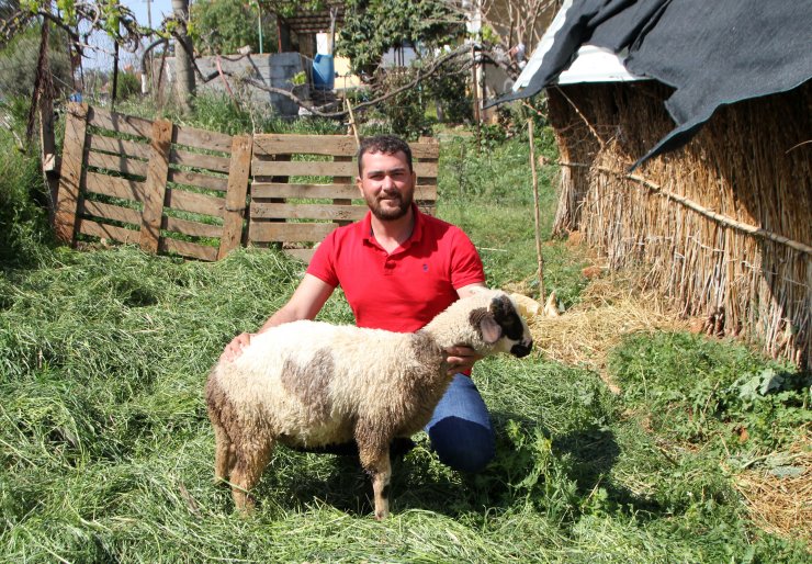 Karnının İki Tarafında Da Kalp Şekli Bulunan Kuzu Şaşırtıyor