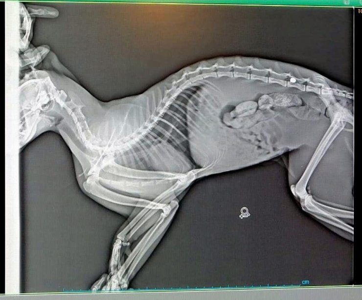 Yol Kenarında Yaralı Bulunan Kedi Silahla Vurulmuş