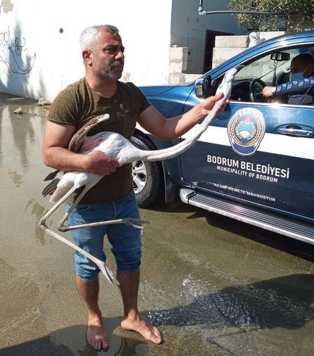 Dere Yatağında Bulunan Yavru Flamingo, Sağlık Kontrolünden Geçirildi