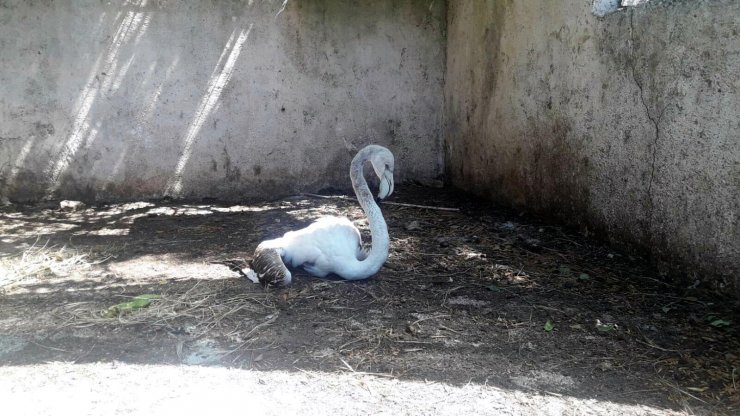 Dere Yatağında Bulunan Yavru Flamingo, Sağlık Kontrolünden Geçirildi