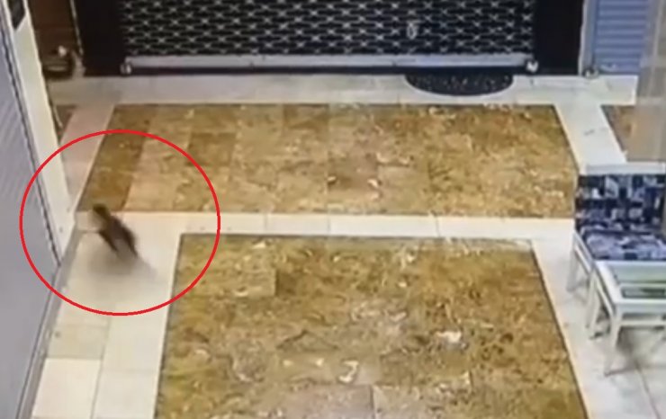 Kedi, Yavrusuna Saldıran 3 Sokak Köpeğini Kovaladı