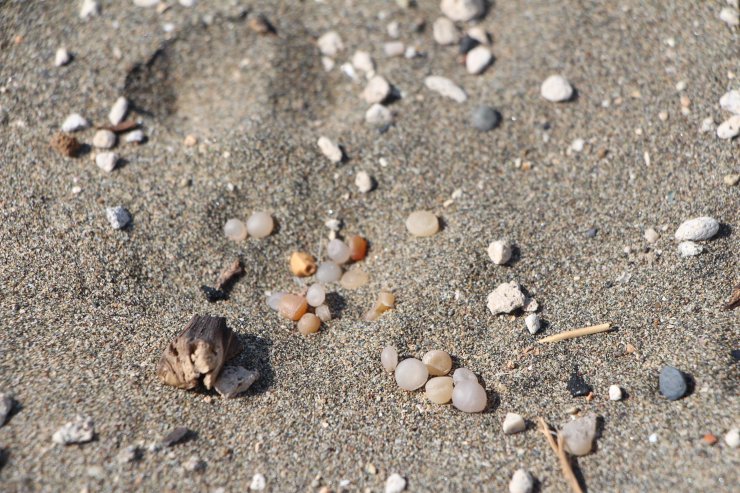 Plastik Kirliliğine Karşı 'plastiksiz Doğu Akdeniz Platformu' Kuruldu