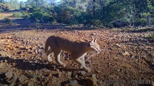 Muğla'da Karakulak Fotokapan Tarafından Görüntülendi