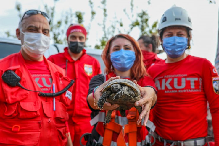 Uçurumun Kenarında Sıkışan Kaplumbağayı Akut Kurtardı