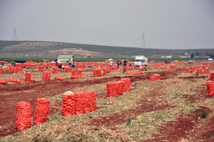 Reyhanlı’da Kuru Soğan Hasadı Başladı