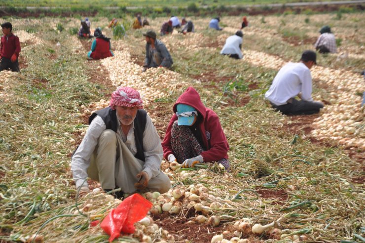 Reyhanlı’da Kuru Soğan Hasadı Başladı