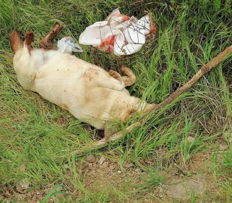 Sokak Köpeği Öldürüp Çuval İçinde Araziye Atıldı