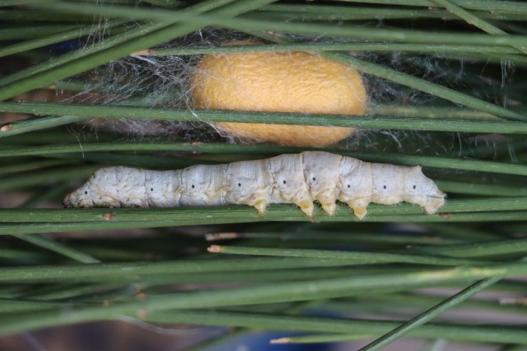 Yumurtadan Uyanan İpek Böcekleri, Sarı Kozasını Örmeye Başladı