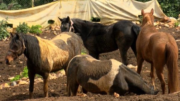 Hatay’daki Kayıp Atlar Çiftliğe Verilmiş; Bakamayınca ‘kaçtı’ İhbarı Yapmışlar