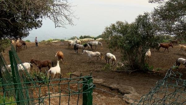 Hatay’daki Kayıp Atlar Çiftliğe Verilmiş; Bakamayınca ‘kaçtı’ İhbarı Yapmışlar