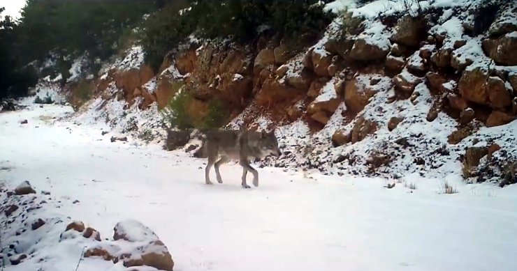 Burdur'da Kurtlar, Fotokapanda