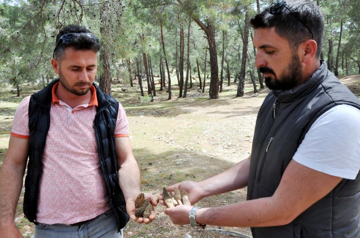 Kuzugöbeği Mantarıyla Ekonomilerine Katkı Sağlıyorlar