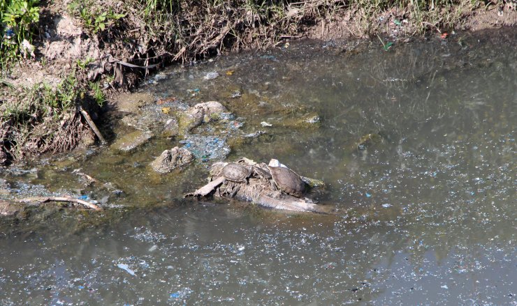 Greenpeace: Türkiye, Avrupa'dan 659 Bin 960 Ton Plastik Atık İthal Etti