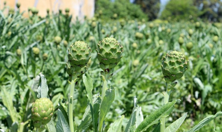 Hatay'da Yetişen Enginar Yoğun Talep Görüyor