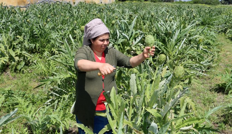 Hatay'da Yetişen Enginar Yoğun Talep Görüyor