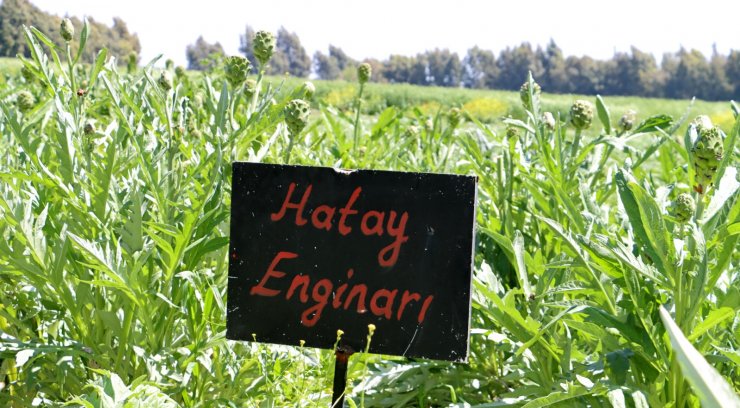 Hatay'da Yetişen Enginar Yoğun Talep Görüyor