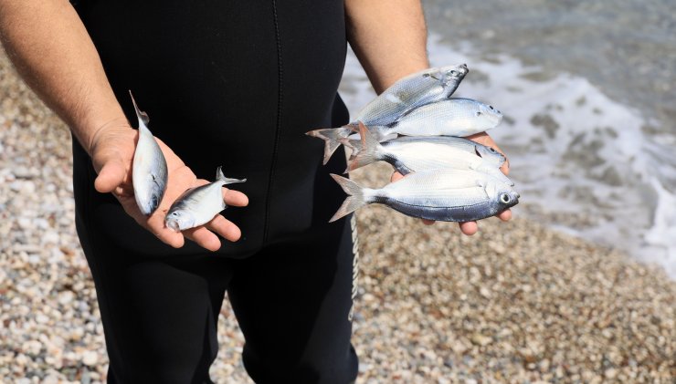 Konyaaltı Sahili'nde 'zehirli Ekmek' İle Balık Avı