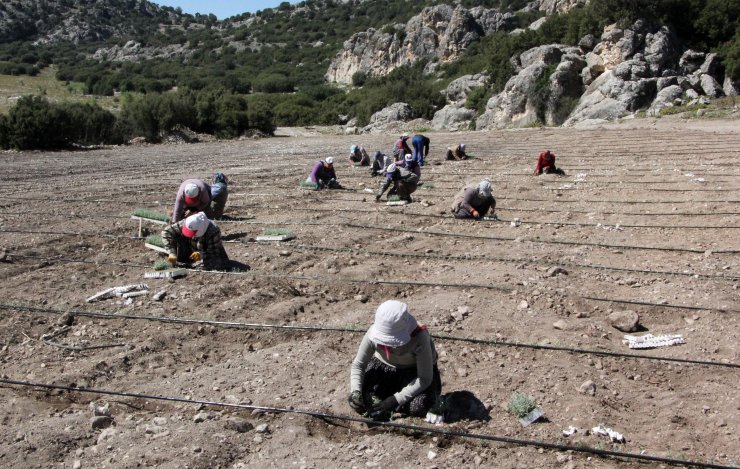 Burdur Gölü'nü 'susuz Tarım' Kurtaracak