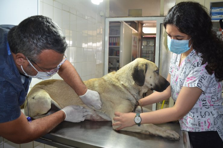 Evin Önünde Bağlı Köpeğe Silahlı Saldırı Kamerada