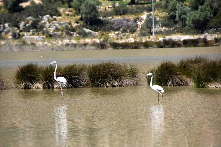 Noel Baba Kuş Cenneti'nde Bu Yıl 2 Flamingo Ayrılmadı