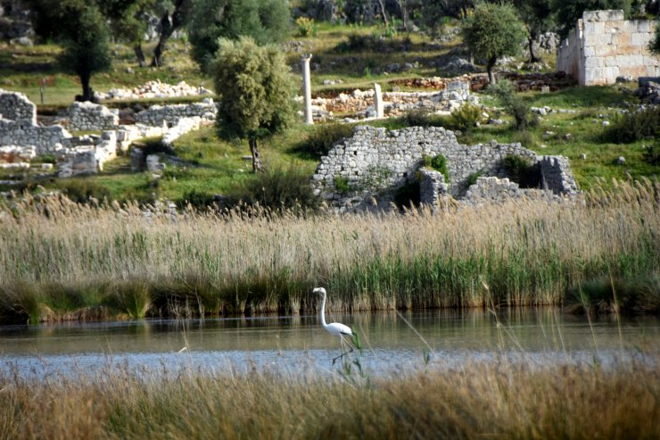 Noel Baba Kuş Cenneti'nde Bu Yıl 2 Flamingo Ayrılmadı