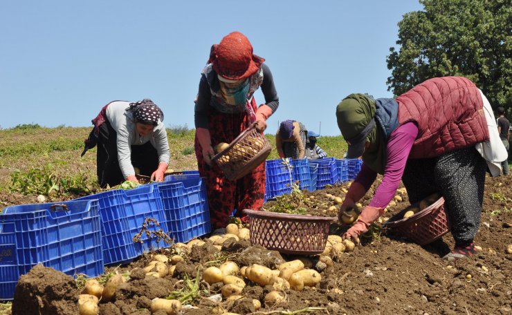 Datça'da Patates Üretimi Tam Kapanmada Da Sürüyor