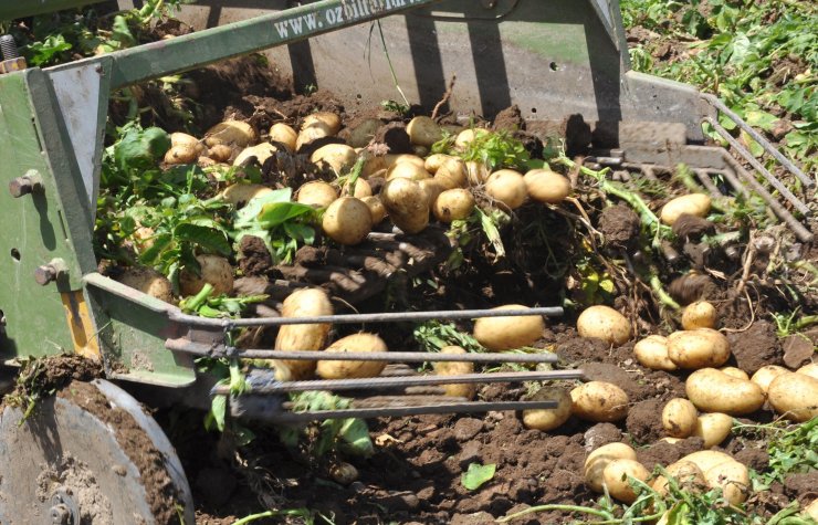 Datça'da Patates Üretimi Tam Kapanmada Da Sürüyor