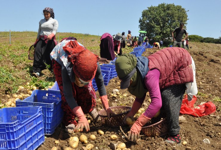 Datça'da Patates Üretimi Tam Kapanmada Da Sürüyor