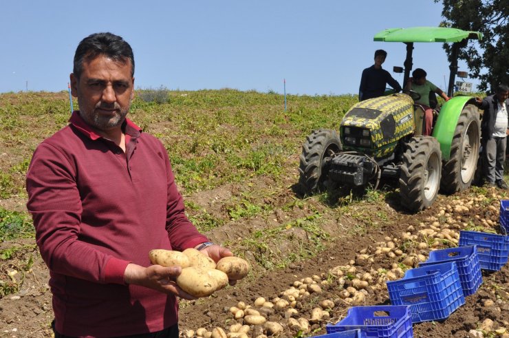 Datça'da Patates Üretimi Tam Kapanmada Da Sürüyor