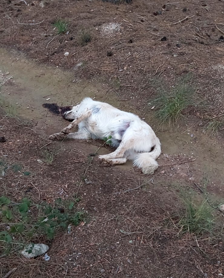 5 Sokak Köpeği Zehirlenerek Öldürüldü