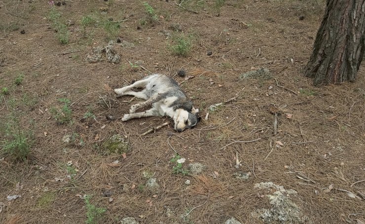 5 Sokak Köpeği Zehirlenerek Öldürüldü