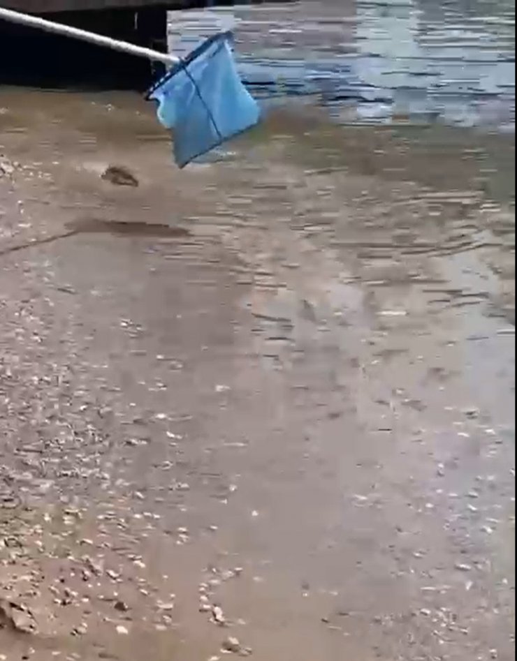 Balon Balıkları, Alanya'da Sahil Kıyısında Görüntülendi