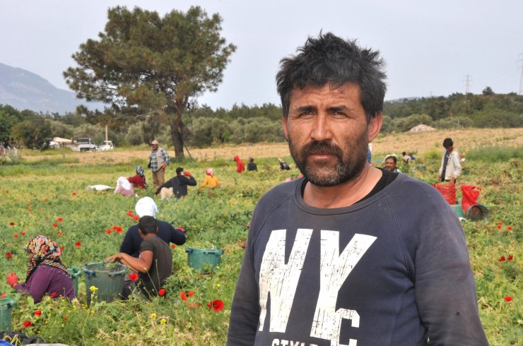 Datçalı Tarım İşçilerinin 'erkenci Bezelye' Mesaisi