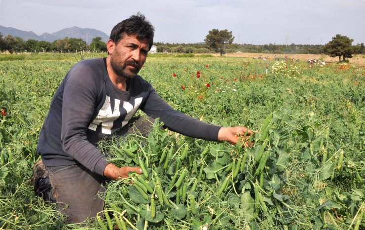 Datçalı Tarım İşçilerinin 'erkenci Bezelye' Mesaisi