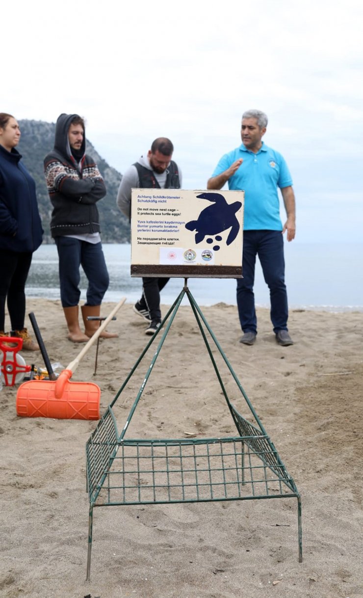 Akdeniz Sahillerinde İlk Caretta Caretta Yuvası İztuzu'nda Oluştu