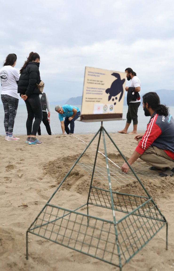 Akdeniz Sahillerinde İlk Caretta Caretta Yuvası İztuzu'nda Oluştu