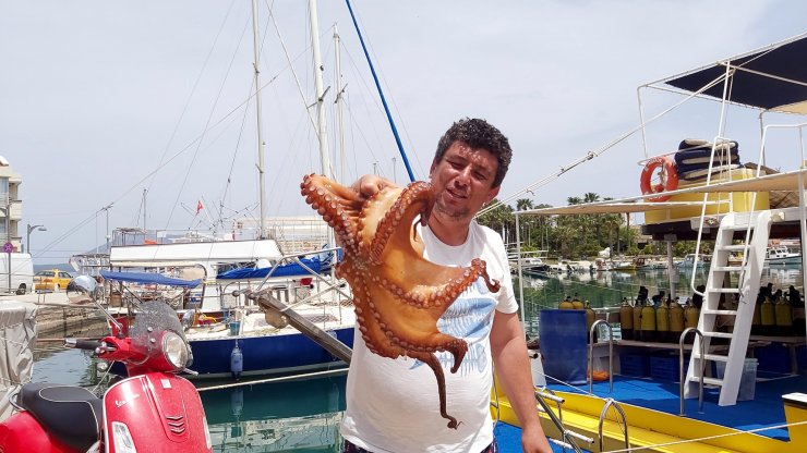 Tam Kapanmada, Ahtapotlar Limana Kadar Geldi