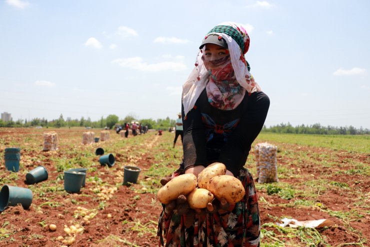 Adana’da Tarım İşçileri Erkenci Patates Hasadı Yapıyor