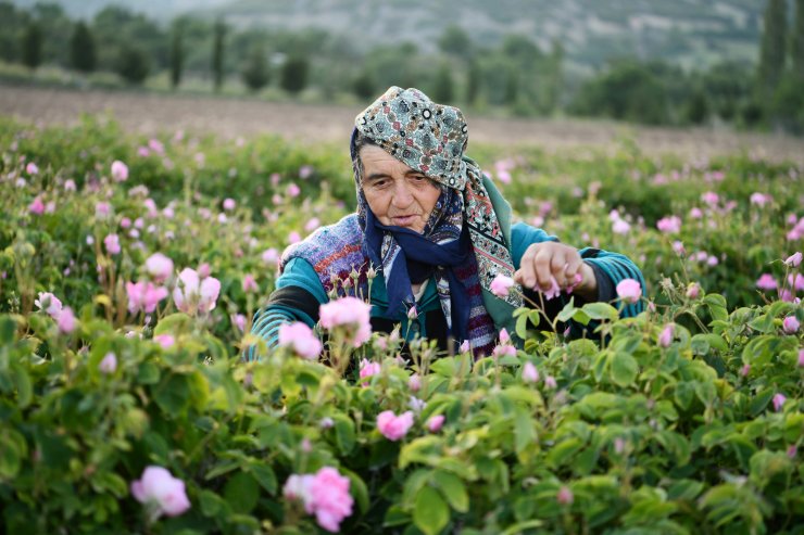 'türkiye'nin Gül Bahçesi'nde Hasat Sezonu