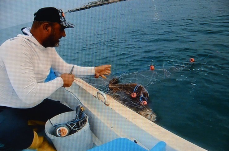 Ağa Takılan Caretta Carettayı 'tamam Gülüm' Diyerek Kurtardı