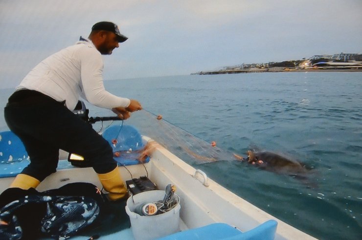 Ağa Takılan Caretta Carettayı 'tamam Gülüm' Diyerek Kurtardı