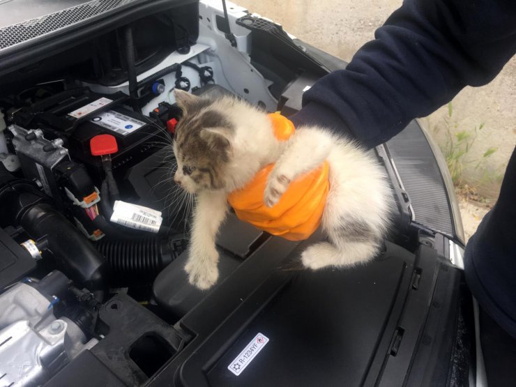 Otomobilin Motor Kısmına Sıkışan Kedi Kurtarıldı